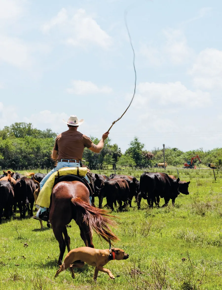 A rancher on horseback herding cattle