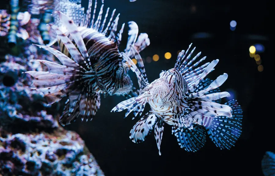 A lionfish swimming over a reef